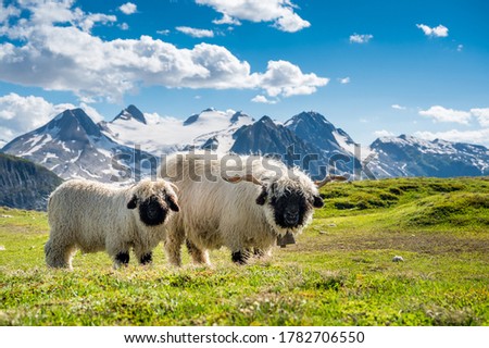 Valais Blacknose sheep on Nufenenpass in the Valais Alps Royalty-Free Stock Photo #1782706550