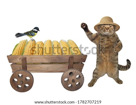 The beige cat farmer in a straw hat  is standing near a old horse wooden cart full of ears of corn. A bird is next to him. White background. Isolated.