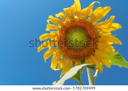 One sunflower plant with blue sky background.