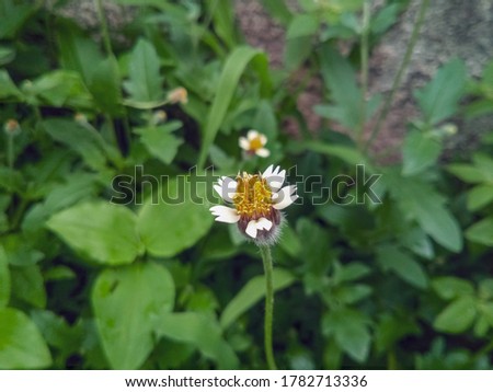 little white color flower with leafs background