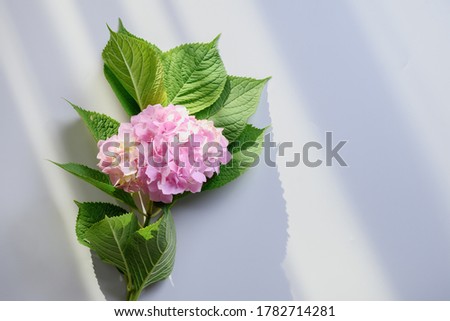 Pink hydrangea flowers on grey background with sunny shadow. Greeting card. Copy space. Top view. Wedding invitation. Mothers day greeting card.