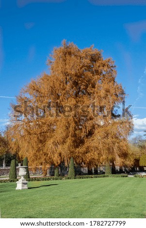 bald cypresses in autumn in a meadow in the Retiro park in Madrid. Spain