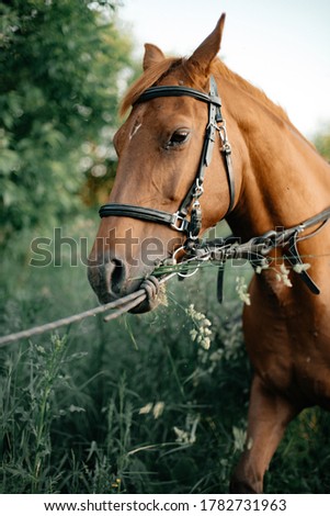 Adult brown horse close up. Long mane. In the background there is a forest. Pet care concept.