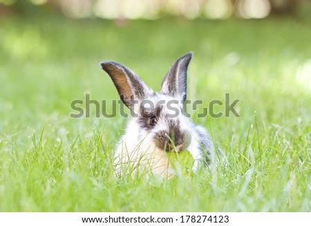 Rabbit bunny baby in green grass in the garden 