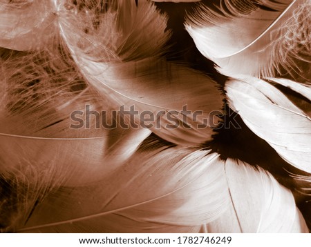 Beautiful abstract white and brown feathers on black background and soft yellow feather texture on white pattern and yellow background, feather background, gold feathers banners