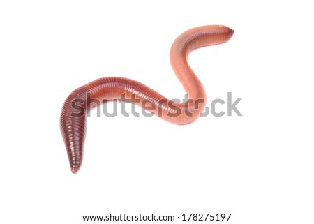 animal earth worm isolated on white background