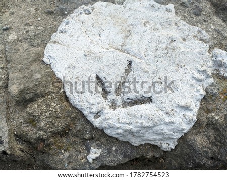 chicken footprints on cement mixture