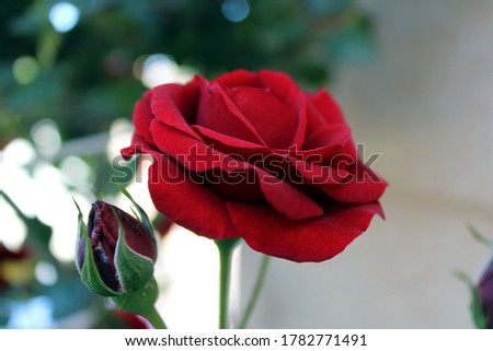 A picture from a beautiful red rose.