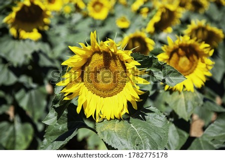Sunflowers field in nature, plant cultivation and organic farming