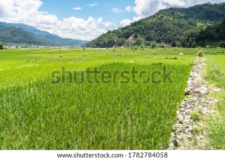 Beautiful landscape with rice field and mountains covered with jungle on background in Nepal. Asian landscape, travel and tourism concept. Stock travel photo.