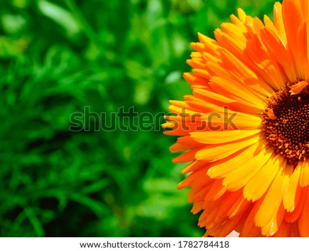 close-up - half of a bright orange calendula flower against a background of green grass