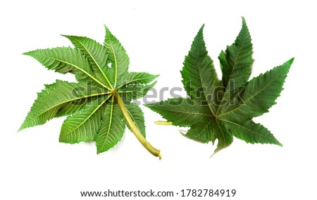Green tropical leaves on white background. Ricinus. Castor oil