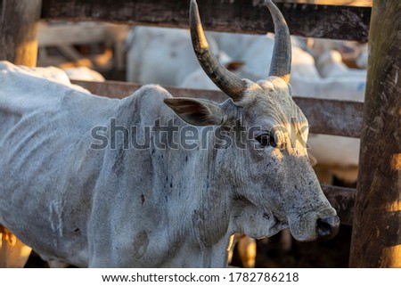 Portrait of an ox confined in the auction stall stable