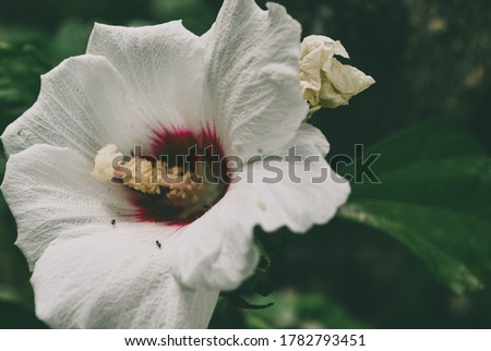  A blooming white hibiscus at the garden.