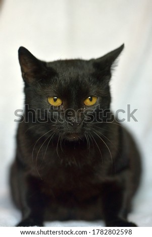 beautiful black cat with yellow eyes at home