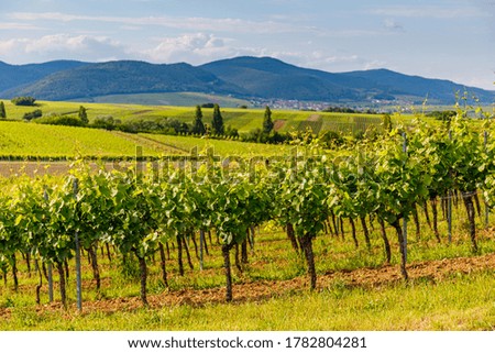 German vineyards landscape in summer day, Rhineland-Palatinate, Germany. Deutsche Weinstrasse (German Wine Road) Vineyard Palatinate region.