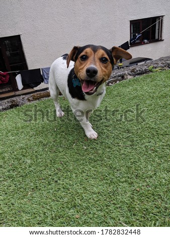 Jack Russell terrier dog smiling with a goofy face.