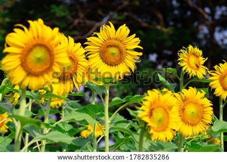  Close-up of sunflower  blooming. flower natural background.