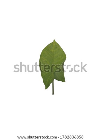 green leafs isolated on white background
.single