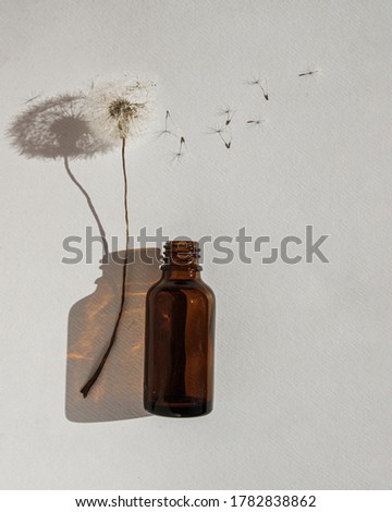 Dandelion in the bottle, shadow of dandelion, white background, poster, wallpaper