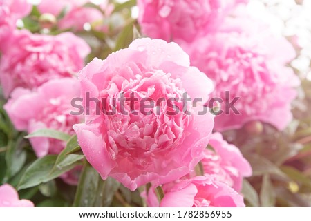 Pink peony flowers in summer garden with sunrays. Blooming peonies bush. Close up of pastel pink flower petals with water droplets. Peonies background Royalty-Free Stock Photo #1782856955