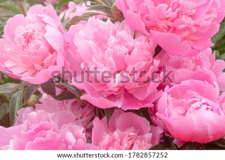 Peonies background. Pink peony flowers in summer garden. Blooming peonies bush after the rain. Close up of pastel pink flower petals, top view Royalty-Free Stock Photo #1782857252