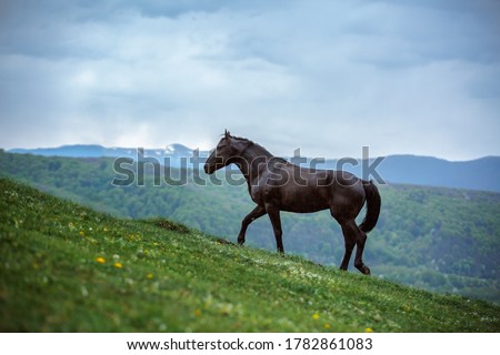 The black horse in the mountain