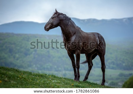 The black horse in the mountain Royalty-Free Stock Photo #1782861086