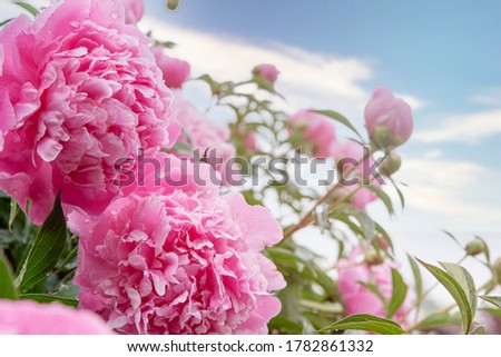 Pink peony flower bush in garden. Blooming peonies background with copy space. Close up of pastel pink flower petals after rain. Fresh peonies in bloom Royalty-Free Stock Photo #1782861332
