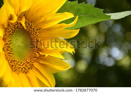 Angled view of sunflower flower in vegetable garden.