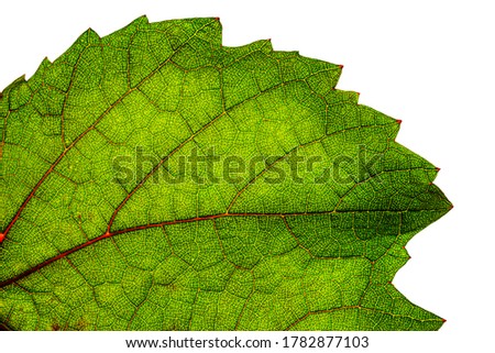 Green grape leaf with red veins, isolated on white, close up macro texture. Green wine leaf texture background