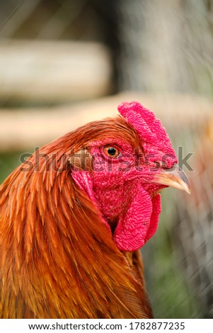 Red chicken close up on the depth background. Farm life picture. Vertical image.