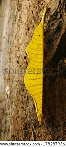 yellow leaf closeup background image wallpaper