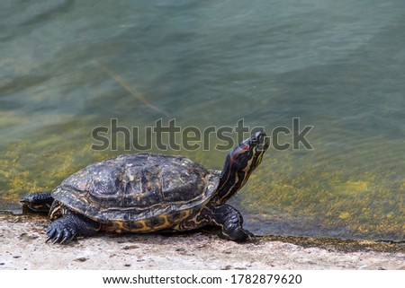 freshwater red-eared turtle in a pond in a city Park in summer