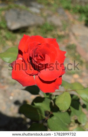 A rose on a rose bush