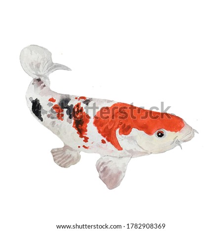 Japanese watercolor carps koi swimming, hand drawn oriental traditional fish painting. Asian colorful fish isolated on white.