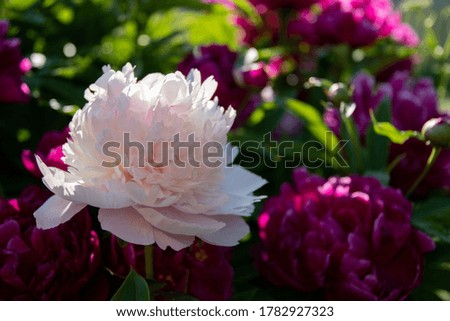 close up picture of Peony in home garden during summer