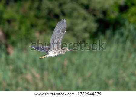 Black-Crowned Night Heron immature in flight ( Nycticorrax nycticorax)