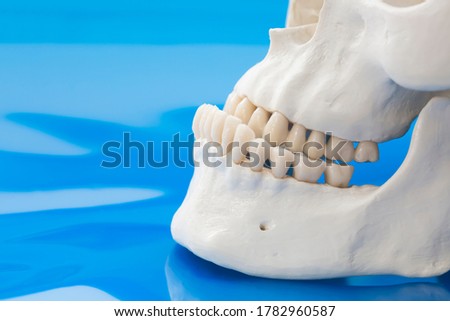 Model of prognathism. Jawbones with maxillary and mandibular dentition and protrusion of lower jaw on blue background Royalty-Free Stock Photo #1782960587