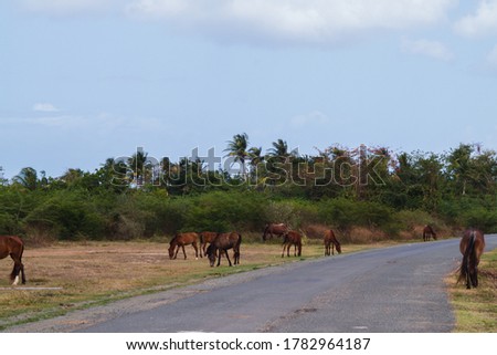A group of horses grazing on grass alongside the road in Vieques, Puerto Rico