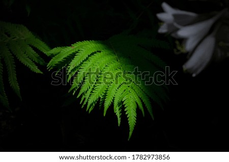 Dark Green Fern In Flowers