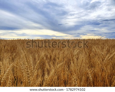 rye grows in the field, in cloudy weather, rich evening colors in the sky