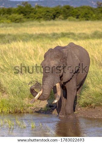 African Elephant (Loxodonta africana) drinking water from Nshawudam reservoir in Kruger national park South Africa