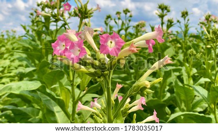 Tobacco flowers on tobacco big field. Tobacco pink flowers, Nicotiana tabacum close up. Flowering tobacco plants on tobacco Plantation field Royalty-Free Stock Photo #1783035017