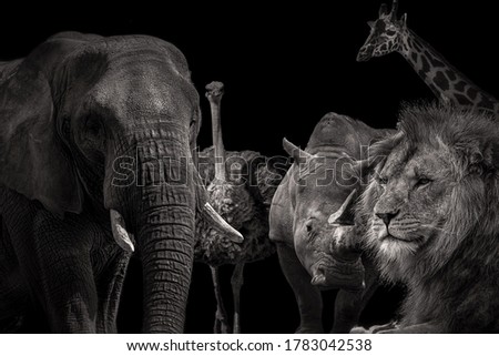 Black and white image of african wild animals