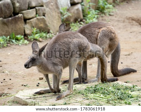 Great Kangaroo. It is a mammal native to Australia.