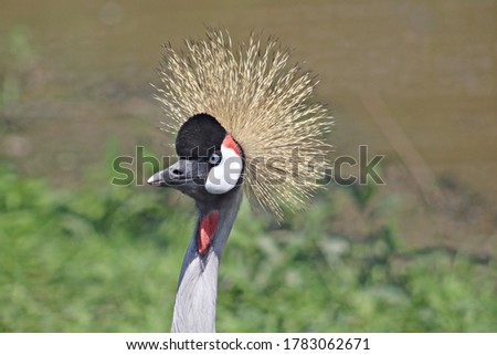 Balearica bird feathers remind me of comedian phyllis diller Royalty-Free Stock Photo #1783062671