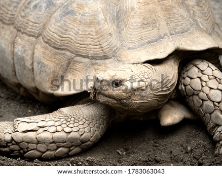 Squirrel tortoise. It is a tortoise native to Africa.