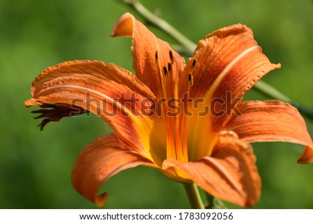 colorful lily flowers with ruffles