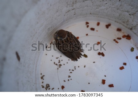 A picture of a sparrow in a plastic bucket in a building in Thailand